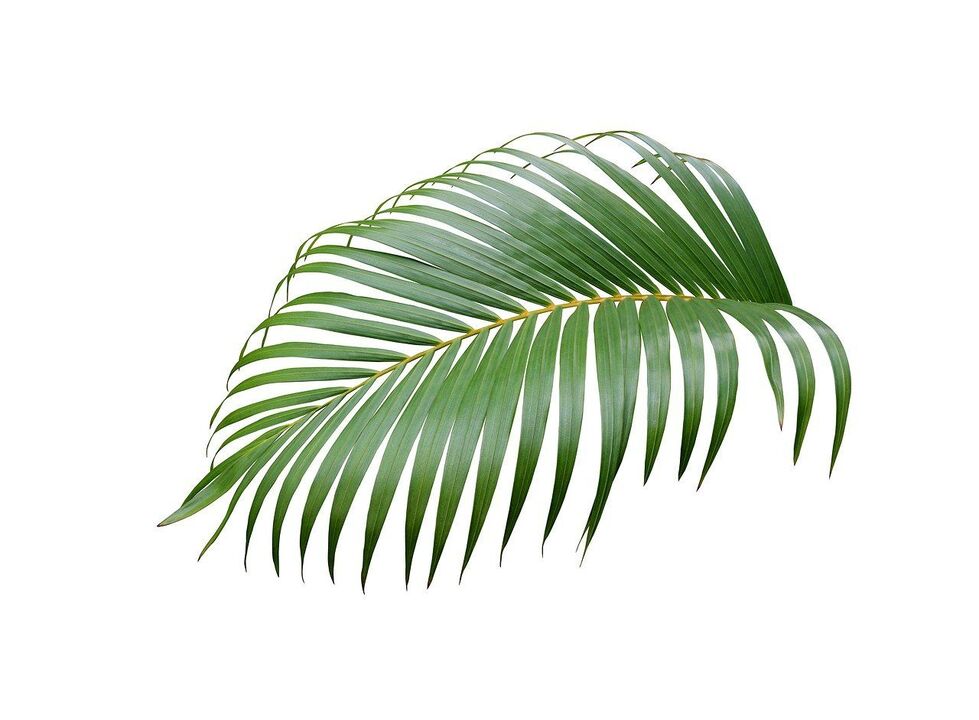 Cerenia palm in Urosaf capsules